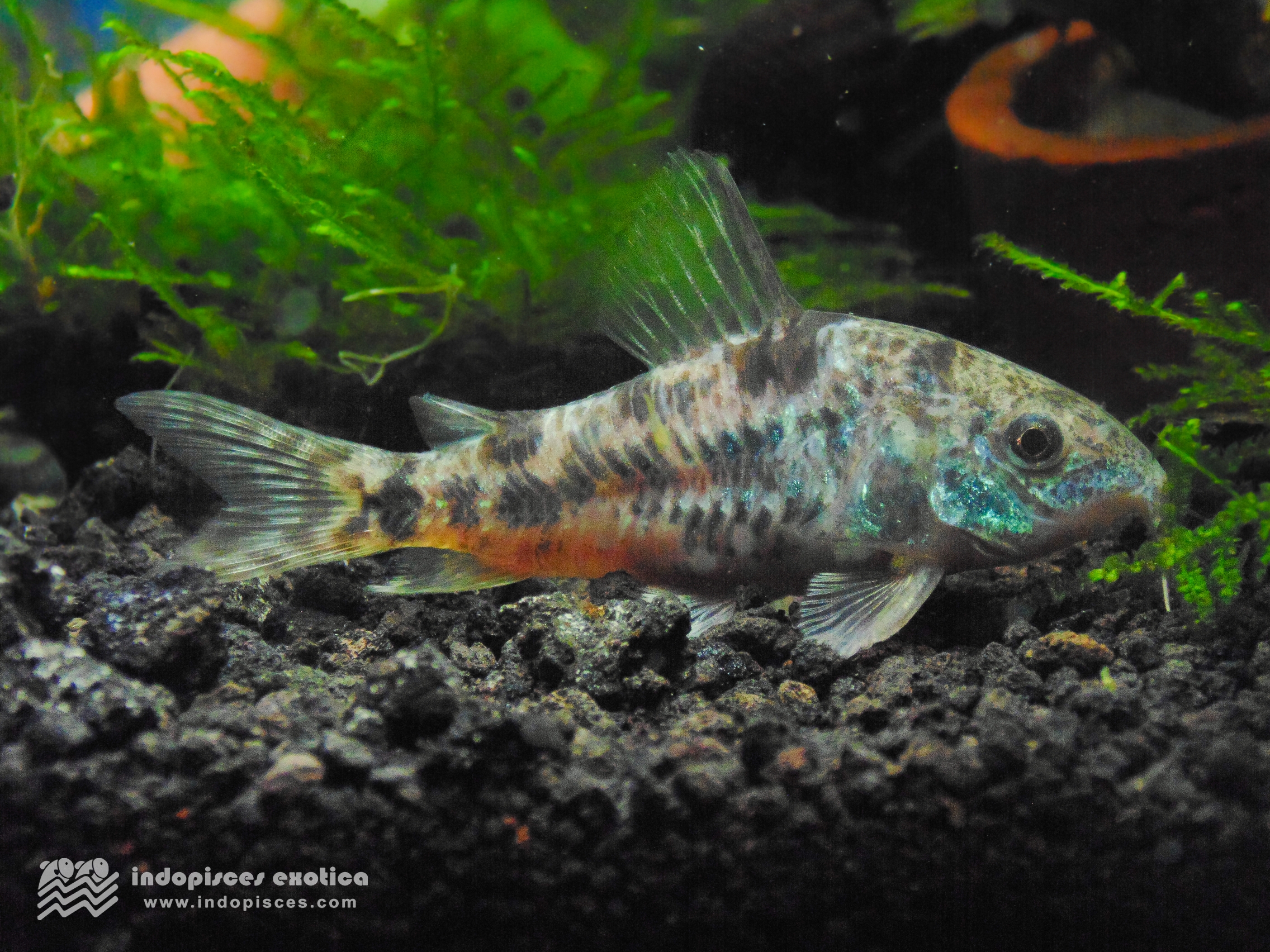 Corydoras Paleatus